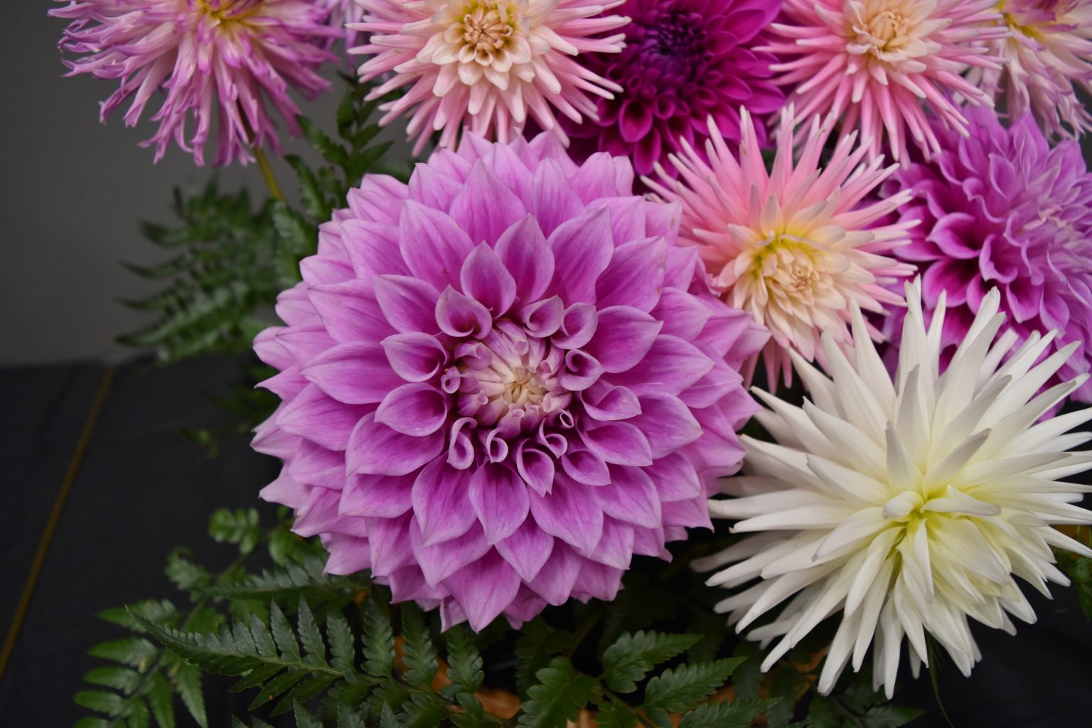 Dahlia Society of Victoria Dahlia Society of Australia