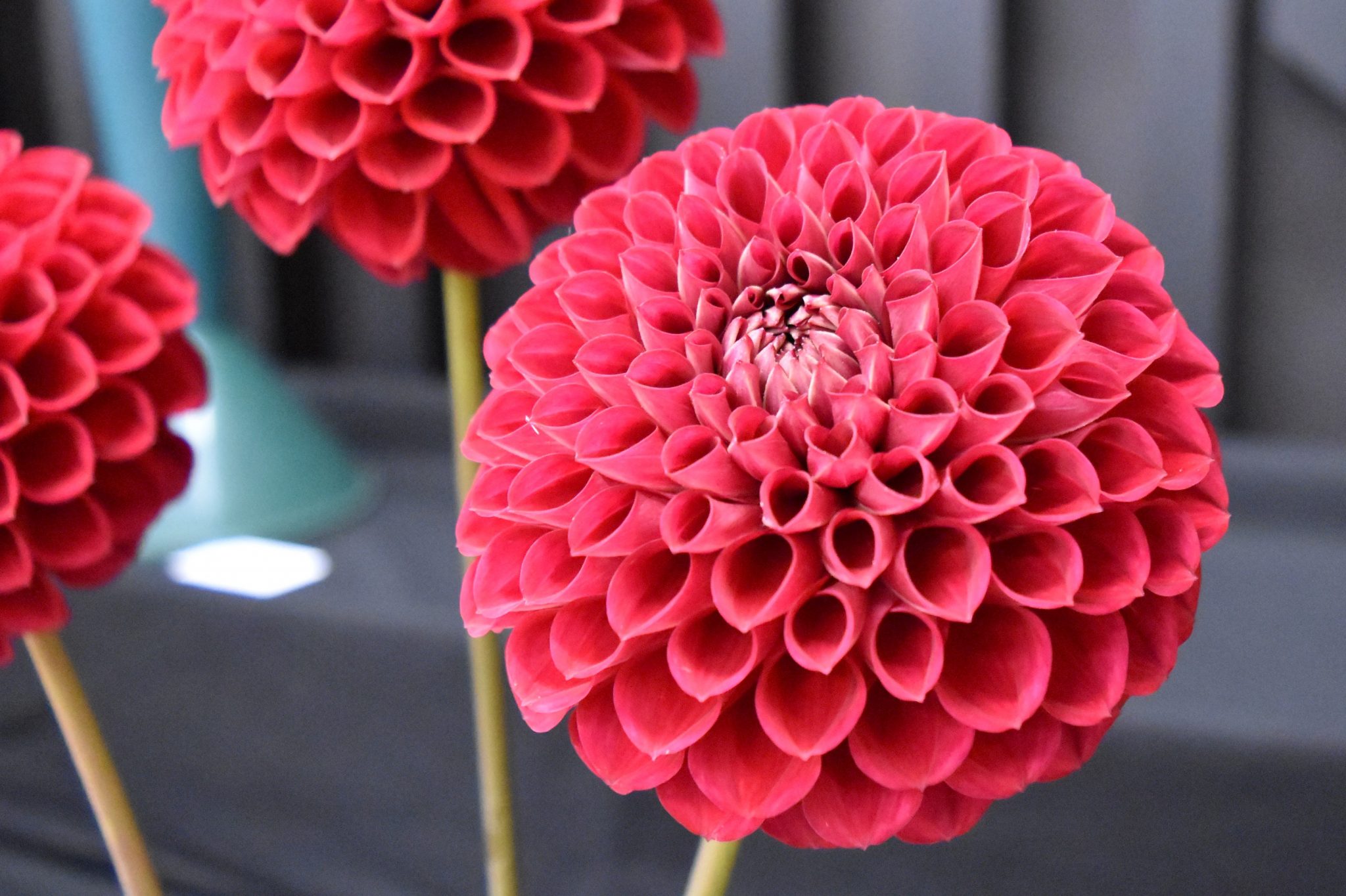 Dahlia Society of Victoria Dahlia Society of Australia